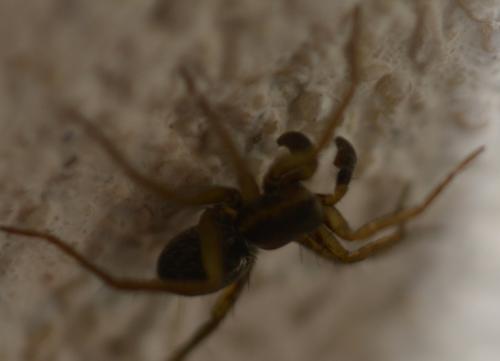 Pardosa sp.